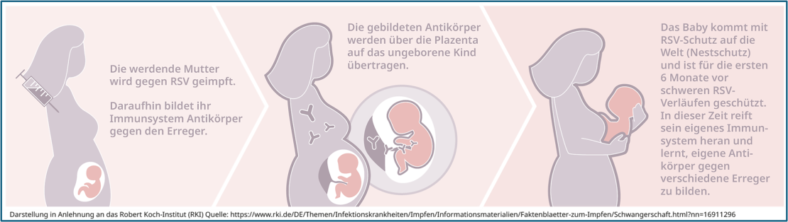 Die werdende Mutter wird gegen RSV geimpft. Daraufhin bildet ihr Immunsystem Antikörper gegen die Erreger. Die gebildeten Antikörper werden über die Plazenta auf das ungeborene Kind übertragen. Das Baby kommt mit RSV-Schutz auf die Welt (Nestschutz) und ist für die ersten 6 Monate vor schweren RSV-Verläufen geschützt. In dieser Zeit reift sein Immunsystem heran und lernt, eigene Antikörper gegen verschiedene Erreger zu bilden.
