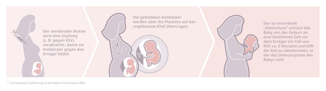 Das Prinzip der maternalen Immunisierung
