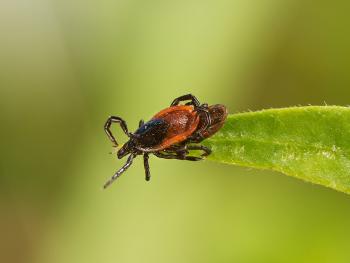 Zecken bei Beutejagd